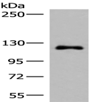 Anti-ARHGAP45 antibody