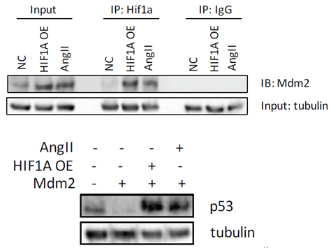 科研集市-19丨一文带你了解lncRNA与蛋白及核酸互作的功能机制研究