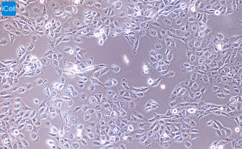 MET-5A 人膜间皮细胞/STR鉴定/镜像绮点（Cellverse）