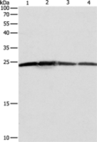 Anti-BAK1 antibody