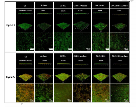 【客户文章分享】蛋白质组学揭示AHLs诱导Geobacter soli生物膜形成和电活性机制