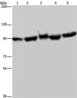 Anti-HSP90AA1 antibody