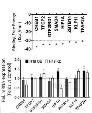 科研集市-19丨一文带你了解lncRNA与蛋白及核酸互作的功能机制研究