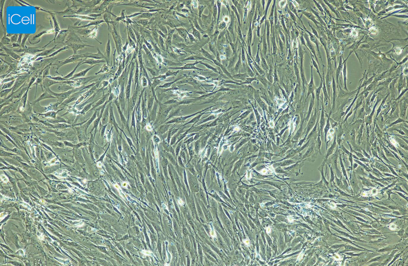人韧带成纤维细胞/免疫荧光鉴定/镜像绮点（Cellverse）
