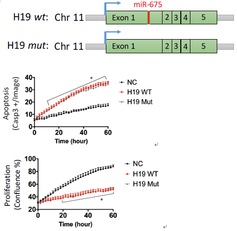 科研集市-19丨一文带你了解lncRNA与蛋白及核酸互作的功能机制研究