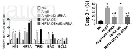 科研集市-19丨一文带你了解lncRNA与蛋白及核酸互作的功能机制研究