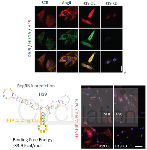 科研集市-19丨一文带你了解lncRNA与蛋白及核酸互作的功能机制研究