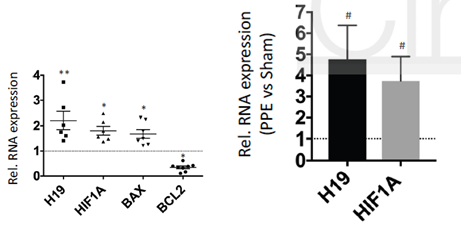 科研集市-19丨一文带你了解lncRNA与蛋白及核酸互作的功能机制研究