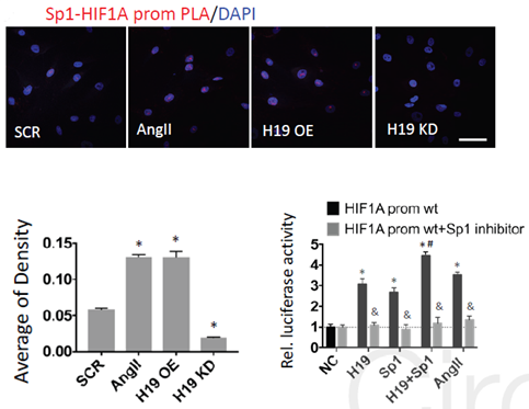 科研集市-19丨一文带你了解lncRNA与蛋白及核酸互作的功能机制研究