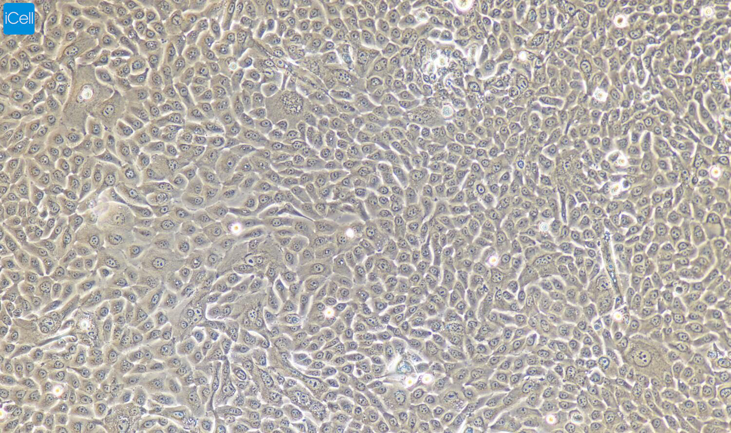 小鼠膀胱上皮细胞 免疫荧光鉴定 镜像绮点（Cellverse）