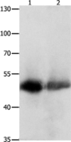 Anti-CEACAM1 antibody