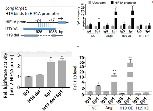 科研集市-19丨一文带你了解lncRNA与蛋白及核酸互作的功能机制研究
