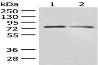 Anti-FXR2 antibody