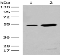 Anti-ZBTB43 antibody