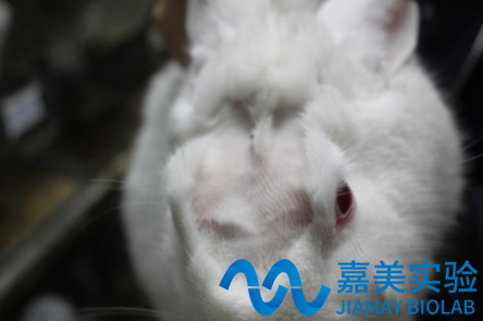 动物实验：兔脑膜损伤修复实验