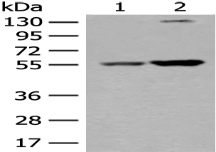 Anti-XPNPEP3 antibody