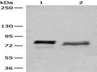 Anti-BCAS3 antibody