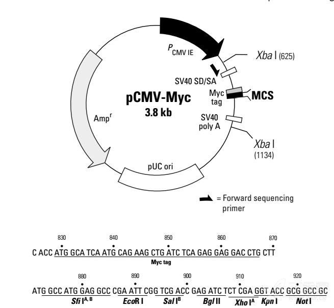 求助cmv-mcs-3flag-sv40-neomycin質粒圖譜信息