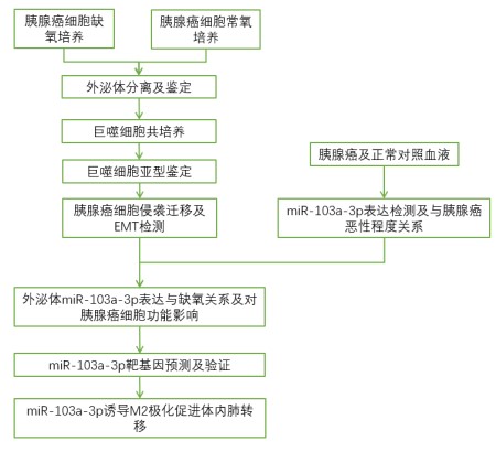 Cancer Research: 缺氧诱导的外泌体miRNA通过PTEN /PI3Kγ介导M2巨噬细胞极化以促进胰腺癌转移