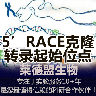 5’RACE克隆miRNA转录起始位点