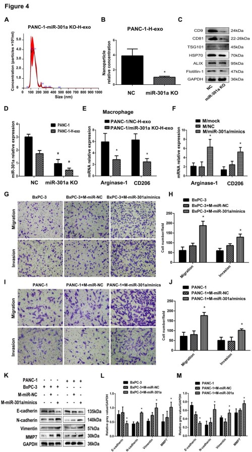 Cancer Research: 缺氧诱导的外泌体miRNA通过PTEN /PI3Kγ介导M2巨噬细胞极化以促进胰腺癌转移