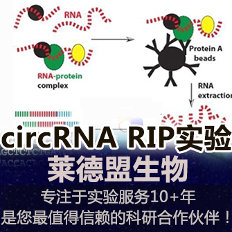 circRNA RIP(RNA 免疫共沉淀)实验(环状RNA)