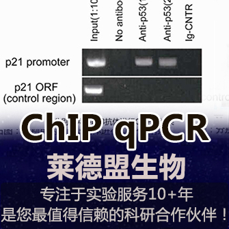 ChIP-qPCR (ChIP qPCR基因表达调控解析之利器)