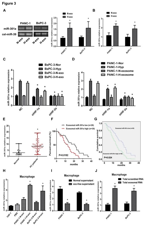 Cancer Research: 缺氧诱导的外泌体miRNA通过PTEN /PI3Kγ介导M2巨噬细胞极化以促进胰腺癌转移