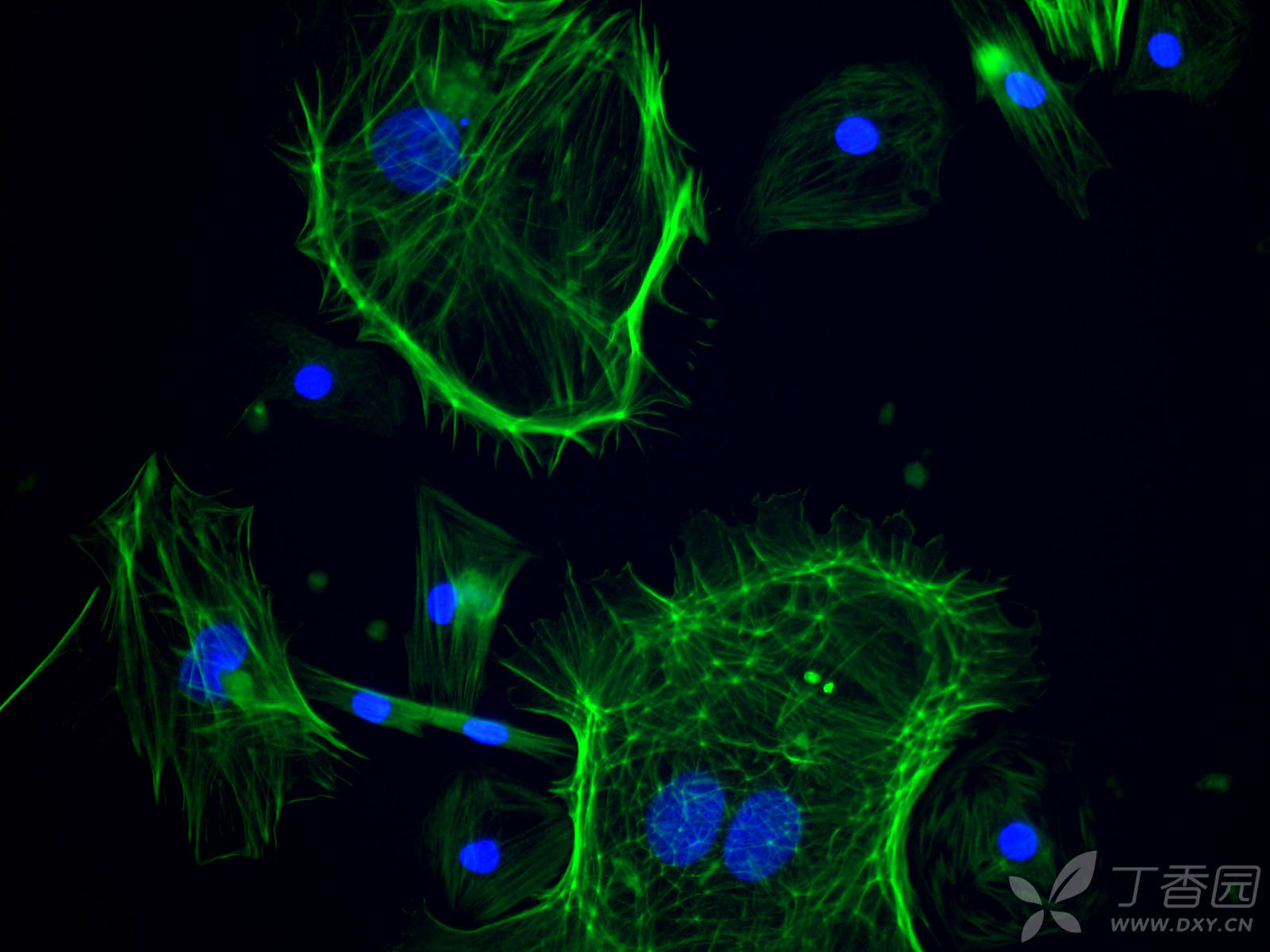 细胞爬片鬼笔环肽染色实验流程