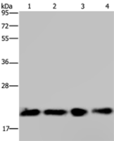  Anti-HRAS antibody