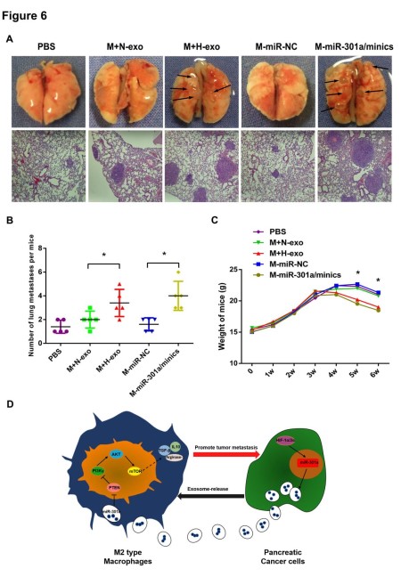 Cancer Research: 缺氧诱导的外泌体miRNA通过PTEN /PI3Kγ介导M2巨噬细胞极化以促进胰腺癌转移