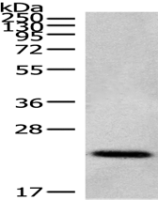  Anti-Cdc42/RhoA/Rac1 antibody