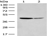 Anti-AARSD1 antibody