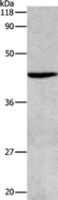 Anti-ATG4B antibody