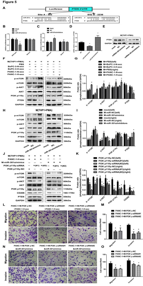 Cancer Research: 缺氧诱导的外泌体miRNA通过PTEN /PI3Kγ介导M2巨噬细胞极化以促进胰腺癌转移
