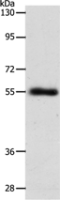  Anti-SLC1A5 antibody