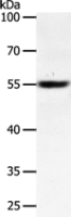 Anti-SOX1 antibody