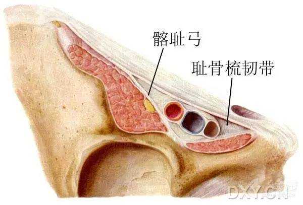 腹股溝區解剖巧記之「一二三四五」