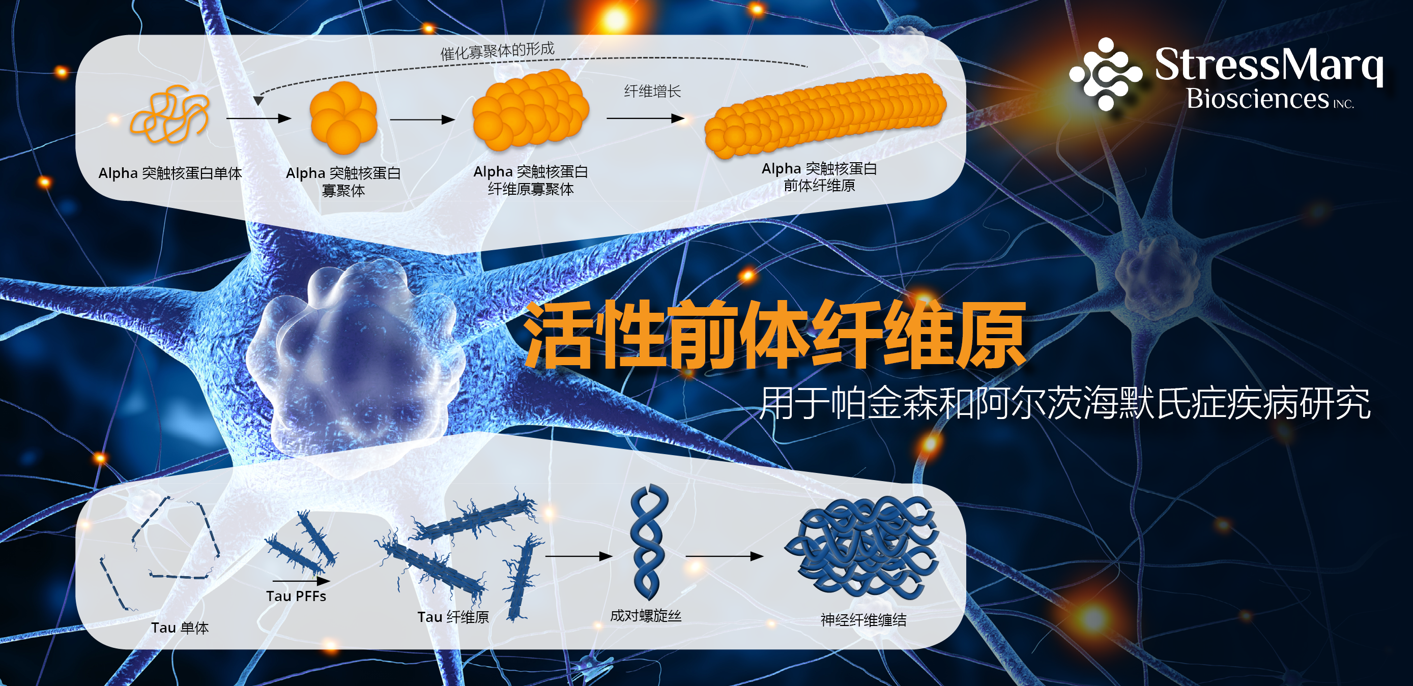阿尔茨海默和帕金森疾病研究利器-活性 asyn 和 tau PFFs