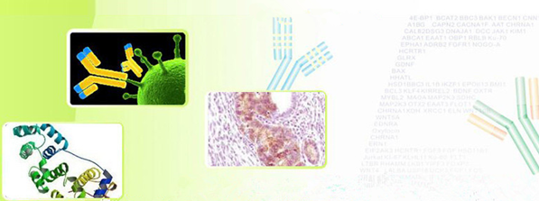 Anti-APOBEC3C antibody