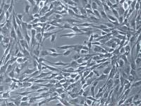 永生化人脑微血管内皮细胞hCMEC/D3