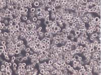 RPMI 8226细胞、RPMI 8226细胞、RPMI 8226细胞