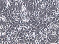 HT-1080细胞、HT1080细胞、HT-1080细胞