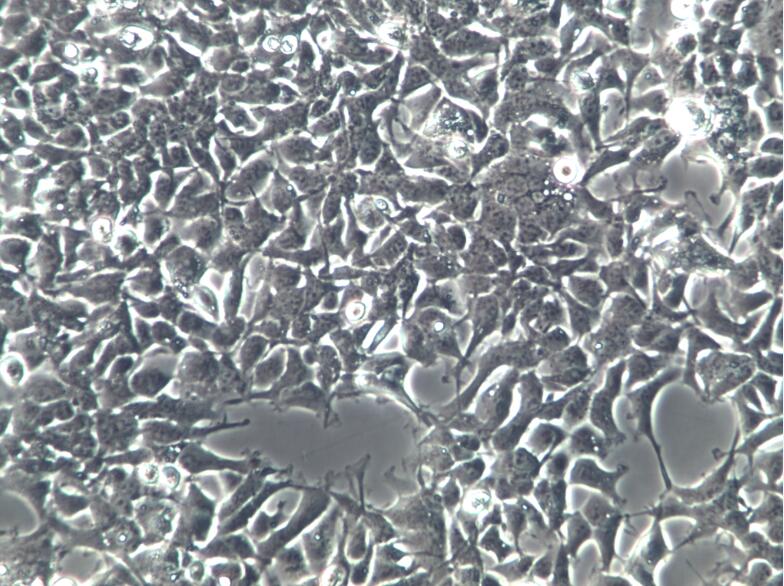 293人胚肾细胞