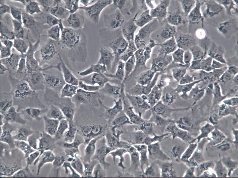 HEP3B细胞