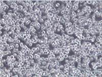 DAMI细胞、DAMI细胞、DAMI