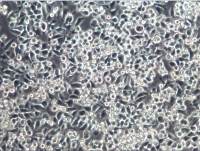 BV2细胞、BV2细胞、BV2细胞