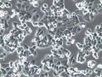 NCI-H460、H460细胞、NCI-H460细胞