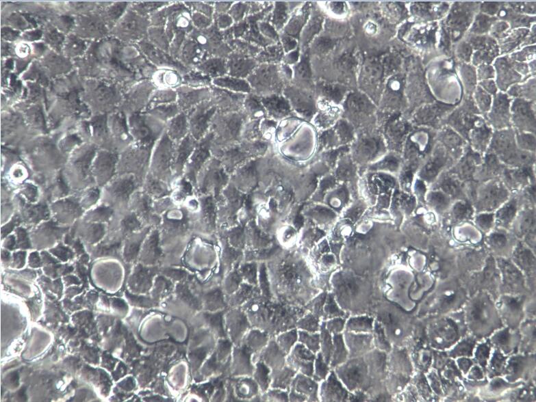 Caco2细胞、caco2细胞、caco2结肠癌细胞
