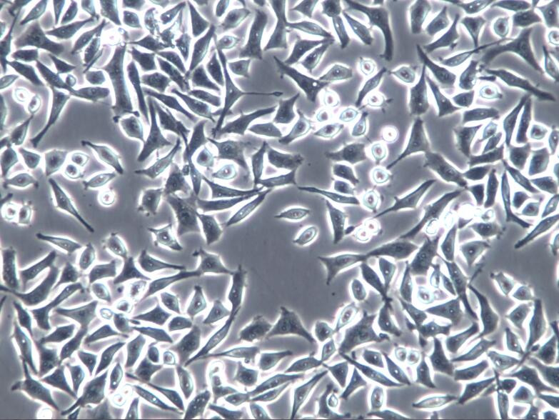 DC2.4小鼠骨髓来源树突状细胞DC2.4、DC2.4